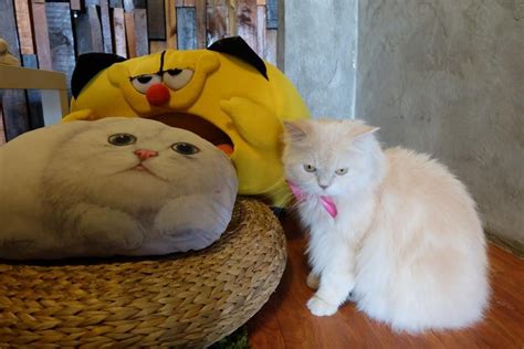 The Cat Cabin : Tempat Nongkrong-nya Pecinta Kucing di Jakarta