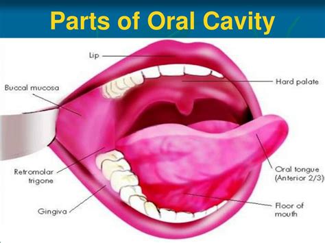 Ppt Anatomy Of Oral Cavity Pharynx Oesophagus Powerpoint