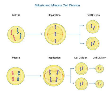 Mitosis Vs Meiosis What Are The Main Differences A Z Animals