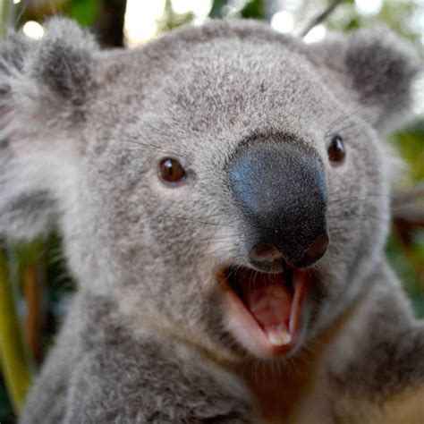 Pin By Elizabeth Olah Stojanovski On Koalas Koala Bear Koala Koala Meme