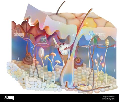Anatomy Of The Skin Showing The Epidermis Dermis Hypodermis Stock