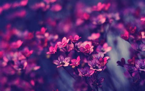 Violet Flower Wallpapers Top Free Violet Flower Backgrounds