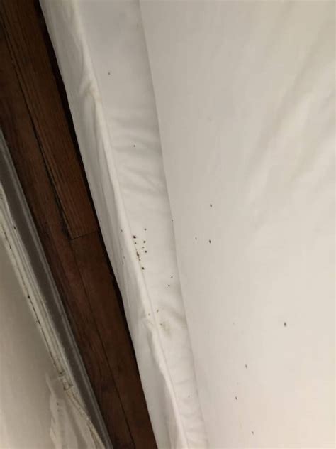 What Do Bed Bug Droppings Look Like A Guide With Photos