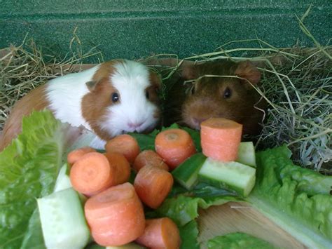 Maybe you would like to learn more about one of these? Happiness is... | Guinea Pig Care | Guinea Pigs | Guide ...