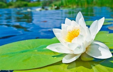 Hiasan bambu di dalam rumah akan membawa si penghuni serasa berada di alam pedesaan yang tenang, damai, dan sejuk. 10 Tanaman yang Konon Jadi Pembawa Keberuntungan dan ...
