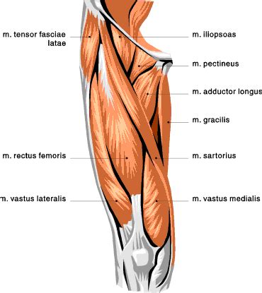 The muscles of the thigh are arranged into three compartments. Excruciating Inner Thigh Pain