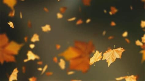Falling Autumn Leaves Hd Live Wallpaper By Rebeccatt On Deviantart