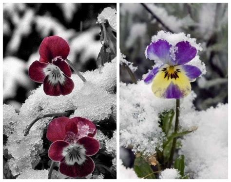 11 Winter Plants That Will Survive The Cold Weather Winter Plants