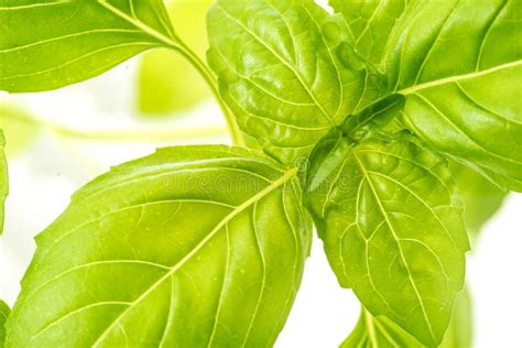 Fresh Basil Herb Leaves Closeup Stock Photo Image Of Agricultural