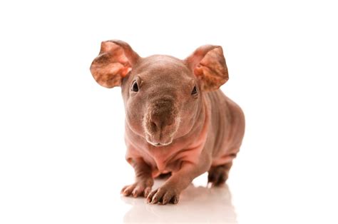Hairless Guinea Pigs Are A New Pet Craze