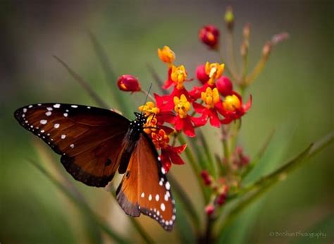 50 Beautiful Pictures Of Flowers And Butterflies
