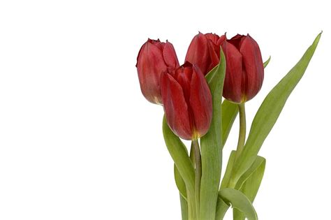 Tulips Flowers Leaves Spring Close Up Nature Spring Flowers Red
