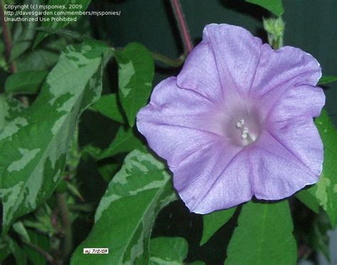 Plantfiles Pictures Dwarf Japanese Morning Glory Sunsmile Lavender