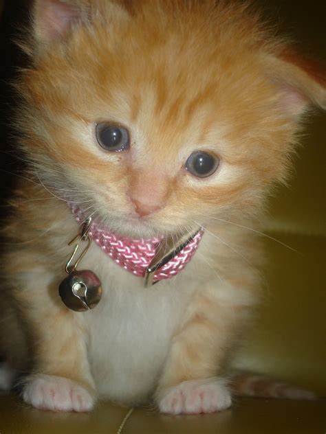 Free Curious Kitten Stock Photo