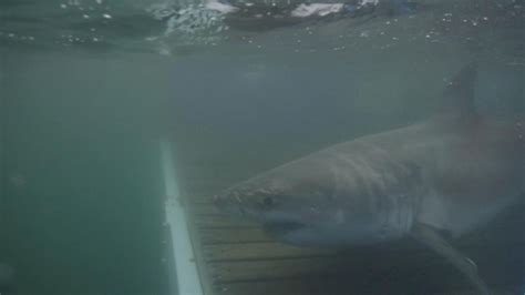 Researchers Cabot The Great White Shark Tracked Out To Sea Newsday