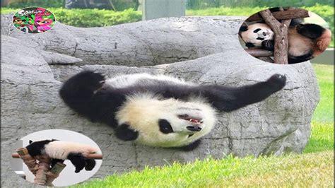 Panda Teamwork 🐼 Aww Cute Panda Funniest Animals