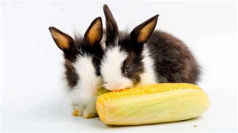 Can Rabbits Eat Corn Pet Diet Guide
