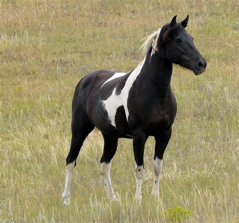 Black Pinto Horse Horse Crazy Horse Love Most Beautiful Animals