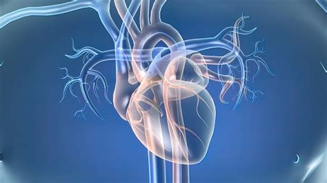 Die Herzkatheterisierung Ist Ein Verfahren Zur Diagnose Und Behandlung