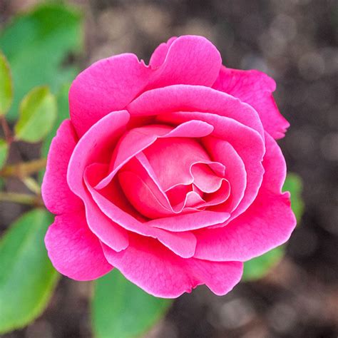 Pink Peace Hybrid Tea Rose Brecks Premium Bulbs