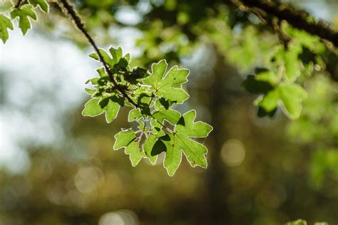 Kostenlose Foto Baum Natur Wald Ast Blühen Bokeh Frucht