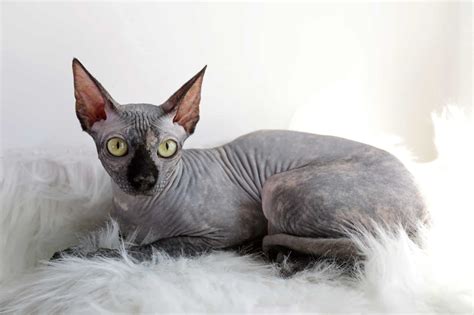 Grey Sphynx Cat Facts Genetics And Faqs With Pictures