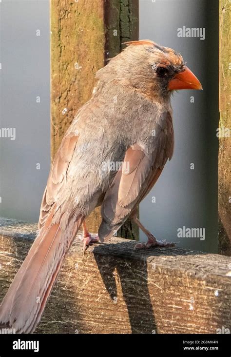 Molting Northern Cardinal On The Backyard Deck Stock Photo Alamy