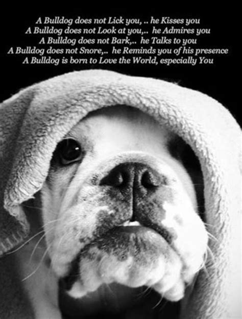 Bulldog steel structures offers different types of barns, including the carolina barn, the horse barn, and the seneca barn. Best 25+ Bulldog quotes ideas on Pinterest | English bulldogs, English bulldog funny and English ...
