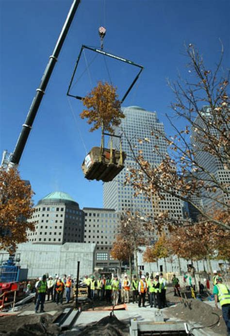 Oak Tree Planted At Ground Zero Memorial Site Mirror Online