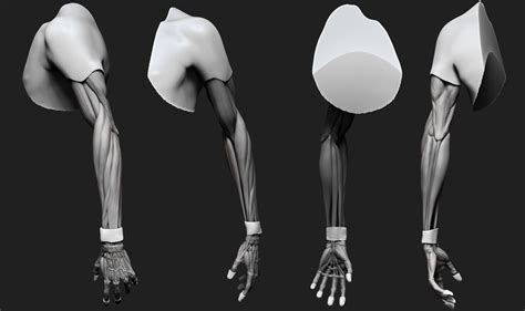 Artstation Arm Anatomy In Depth