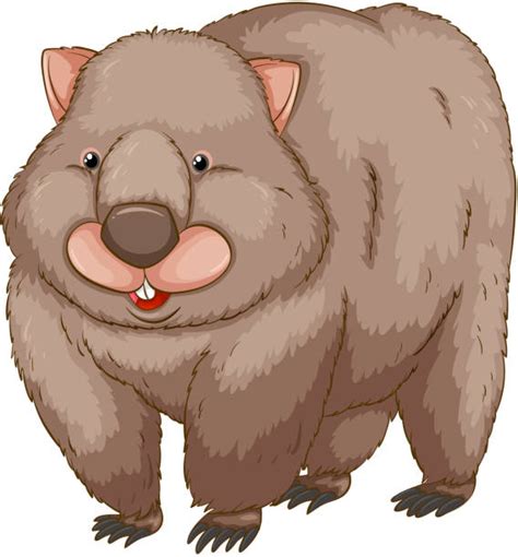 300 Wombats Background Illustrations Royalty Free Vector Graphics