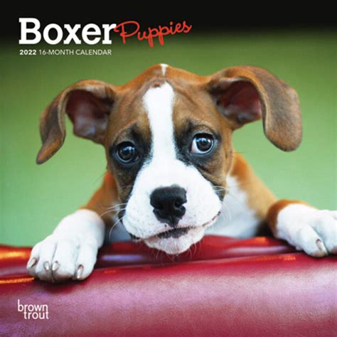 Boxer Puppies 2022 Mini Wall Calendar Dogdays 2023 Calendar And