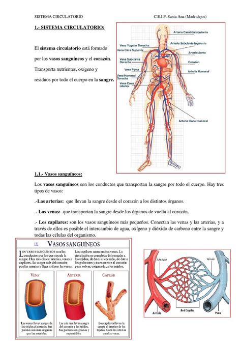 Sistema Circulatorio Español Digital Magazine Interactive