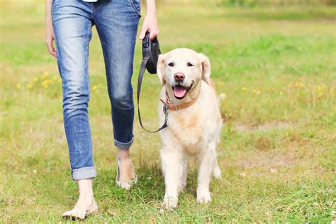 Pain When Walking In Dogs Definition Cause Solution Prevention Cost