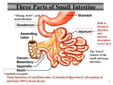 It then takes a right turn and continues as the horizontally placed transverse colon, which reaches. Three parts of small intestine diagram