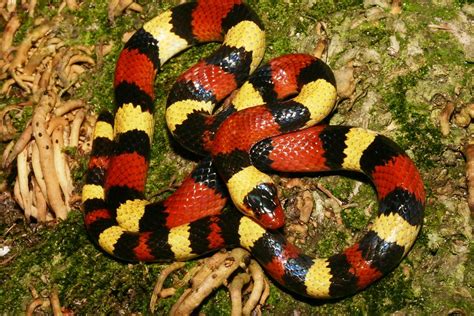 How Poisonous Is A Coral Snake Smore Science Magazine