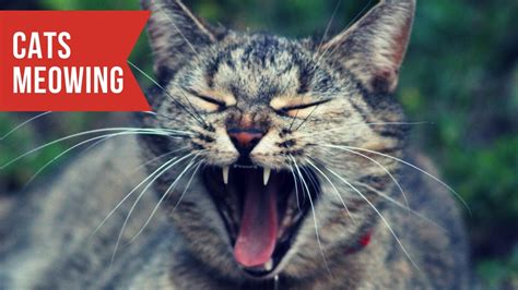 It doesn't necessarily mean she is abused, she is just curious. CATS MEOWING LOUDLY - ¡Make your cat or dog mad and crazy ...