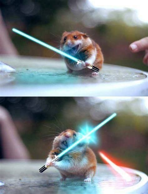 Hamster Holding And Using A Light Saber Funny Animals Cute Animals