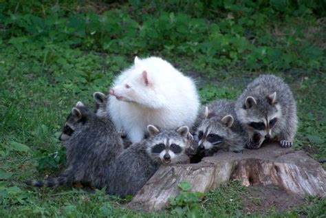 20 Animales Albinos Que Lucen Increibles