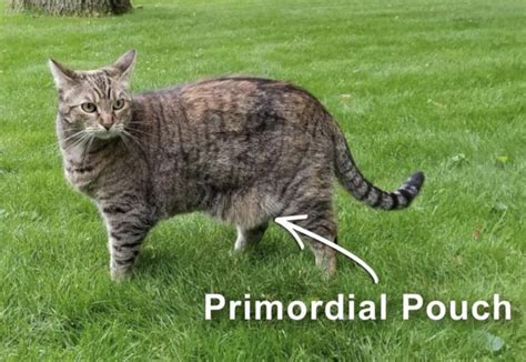 I could nuzzle her primordial pouch with my face all day and she would maybe only play nibble at head at worst. Vet busts myth about 'saggy' bellies on cats | Primordial ...