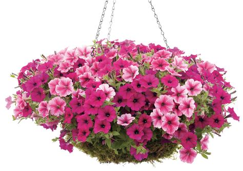 This year they have come up with a new pink version, but i must say that i still prefer the original deep purple blooms. Petunia - Supertunia® Trailing Purple - Pleasant View Gardens