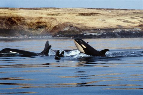 1986 09 Orcas J Pod The Southern Resident Community Of K Flickr