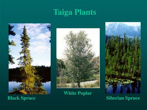 Taiga Biome Plants List Hot Sex Picture