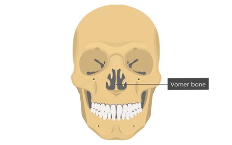 Nasal Vomer And Inferior Turbinate Concha Bones Anatomy