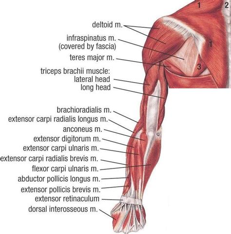 You can divide the muscles of the upper arm into 2 groups, according to their function 108 best images about Upper Limb Anatomy on Pinterest ...