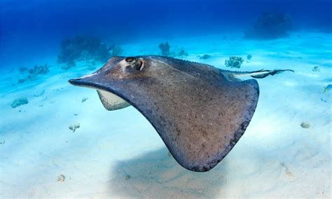 10 Incredible Stingray Facts Wikipoint Wiki Point