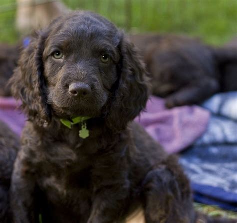 American-Water-Spaniel-puppies | Dogs I Love 2 | Pinterest