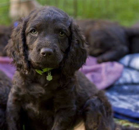 The american water spaniel hails from about four ancestral breeds. American-Water-Spaniel-puppies | Dogs I Love 2 | Pinterest