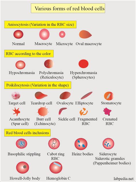 Red Blood Cell Count Range Gourmethost