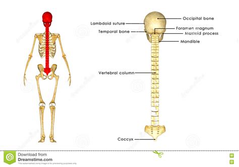 Ron's diagrams are cool, and i want to add the set of diagrams you will find in this slides. Skull with backbone stock illustration. Illustration of ...